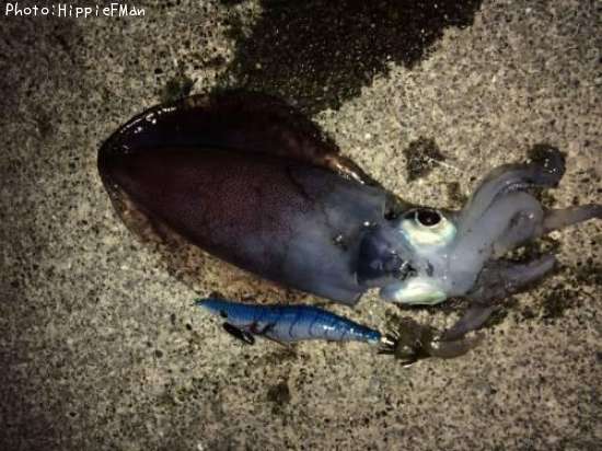 �����ꥤ��