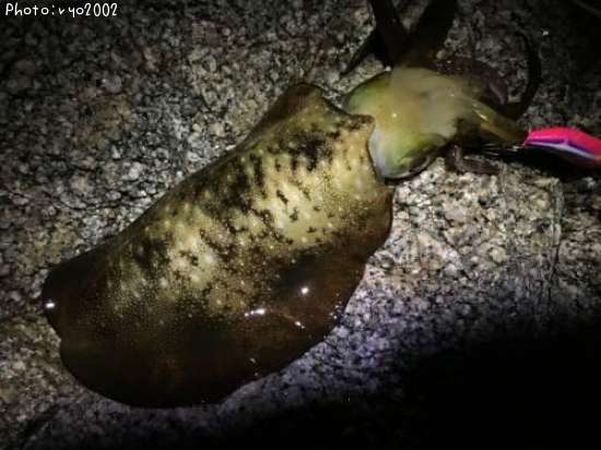 �����ꥤ��