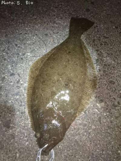 �ҥ��ʥ�����