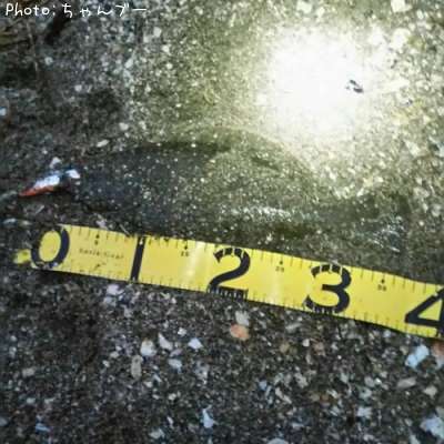 �ҥ��ʤ�����