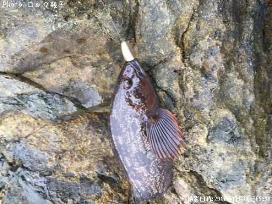 �����ʥ�