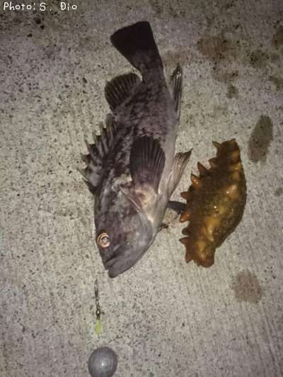 �����������ʥޥ�