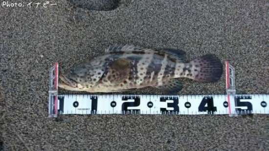 ���㥤���ޥ�ϥ�