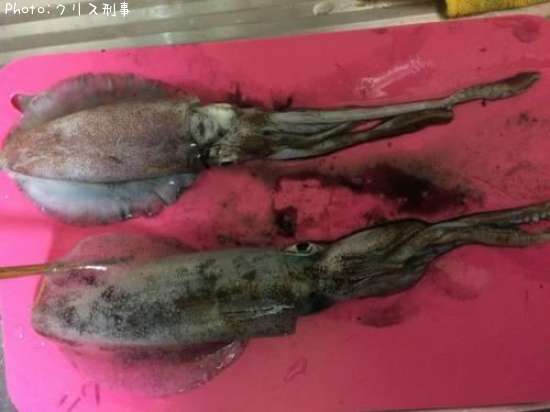 �����ꥤ��