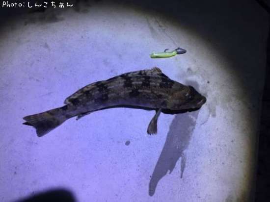 �����ʥ�