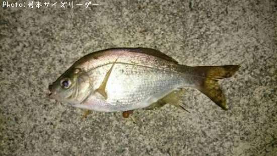 ���ߥ��ʥ�