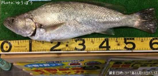 �����˥�