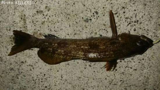 �����ʥ�