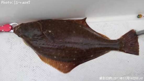 �������쥤