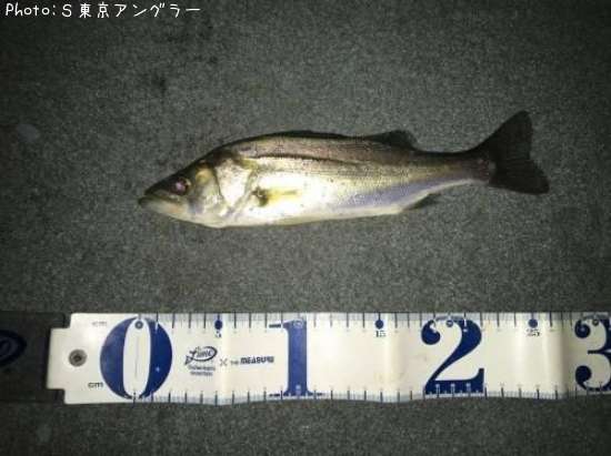 �����Х�