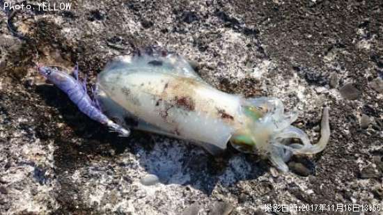 �����ꥤ��