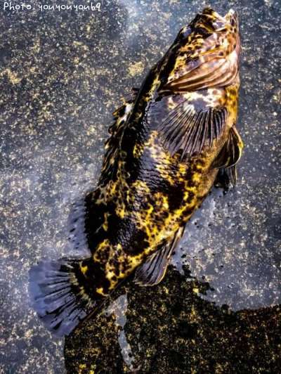 �٥å�������