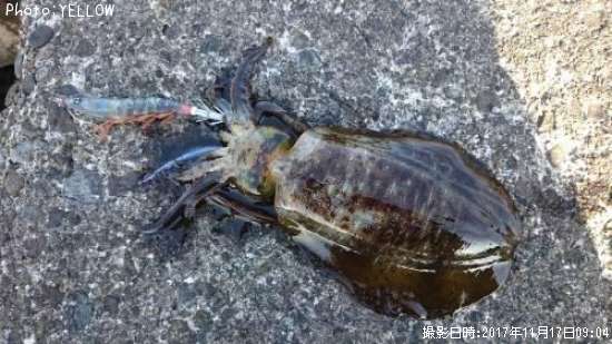 �����ꥤ��