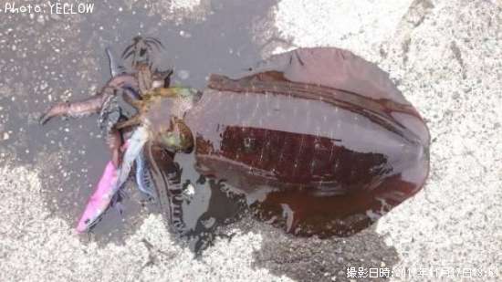 �����ꥤ��