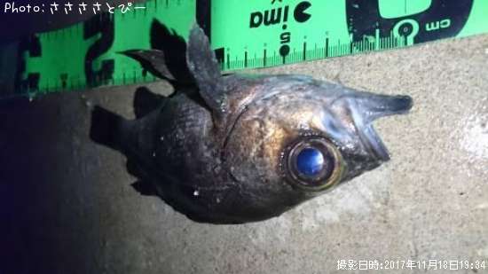 ��Х������