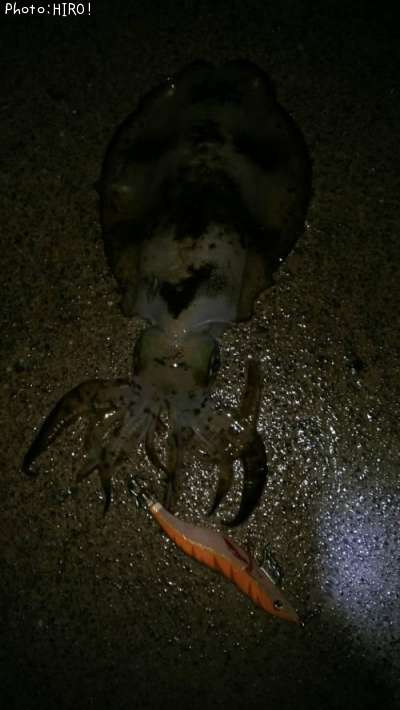 �����ꥤ��