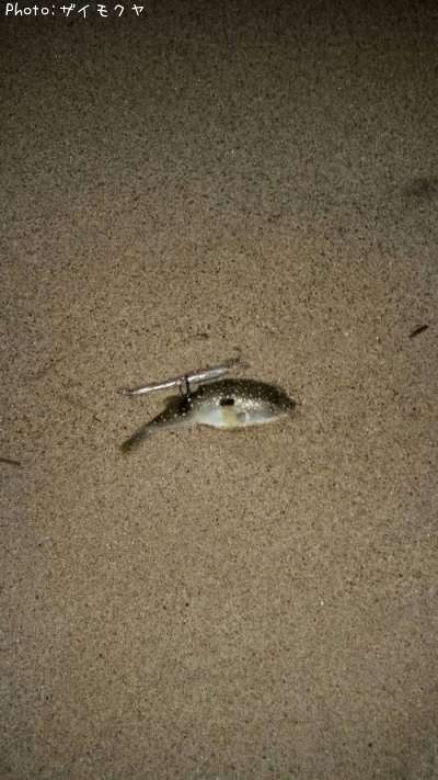 �ե�