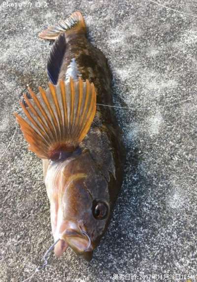 �����ʥ�