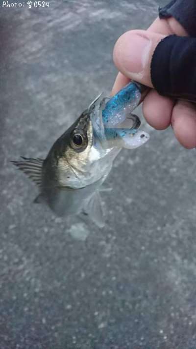 �����Х�