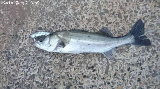 �����Х�