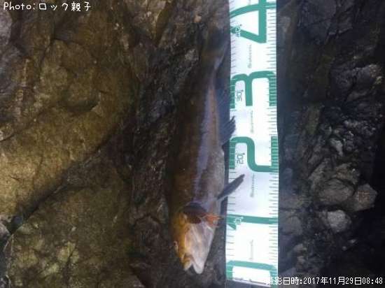 �����ʥ�