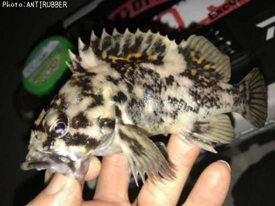 ���������饽��