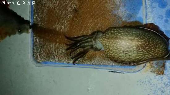 ����䥱����