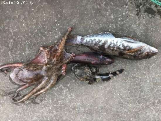 �ޥ����������ʥᡢ�ܥå����ɥ�