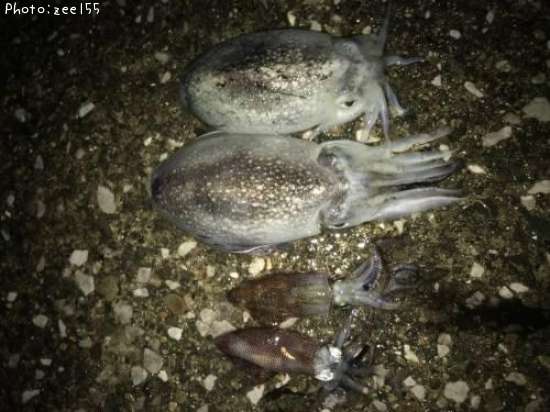 �ҥ����ȥ���䥱