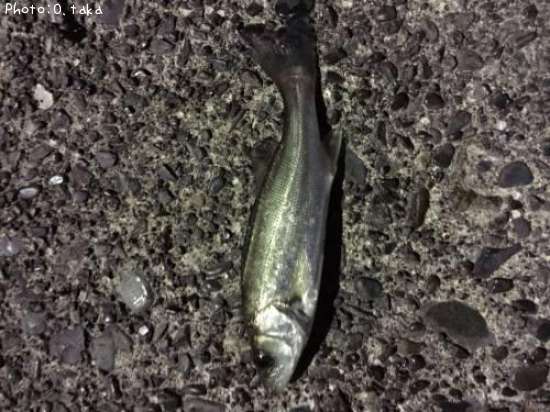 �����Х�