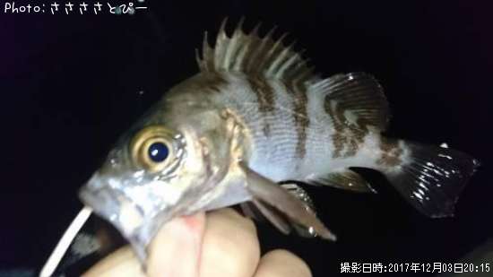 ��Х�������Х�