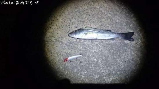 �����Х�