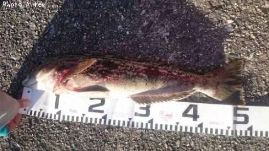 �����ʥ�