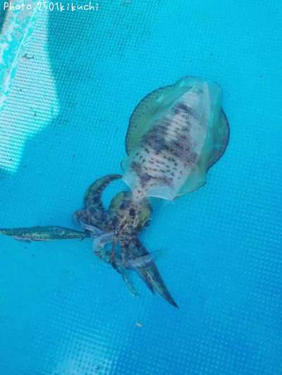 �����ꥤ��