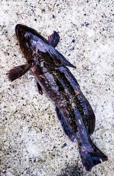 �����ʥ�