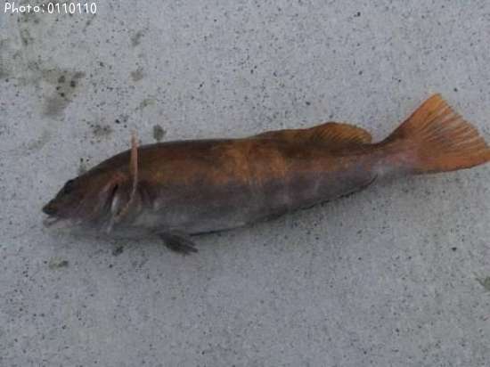 �����ʥ�