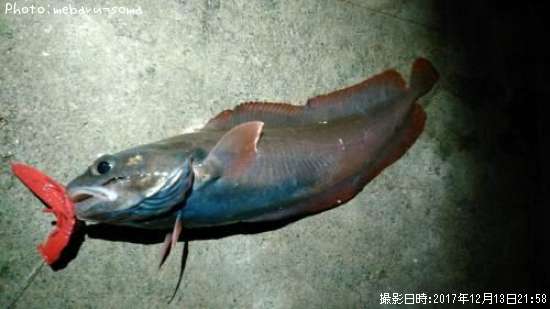 �������������ʥ�