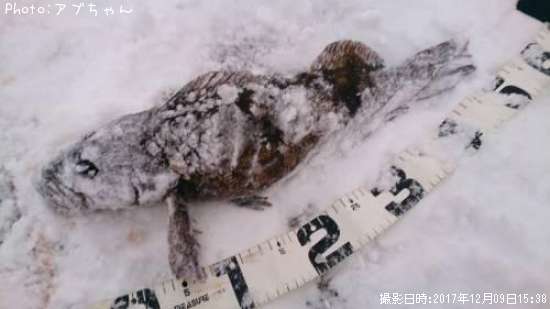 �����ʥ�