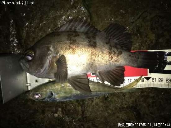 ��Х롢����