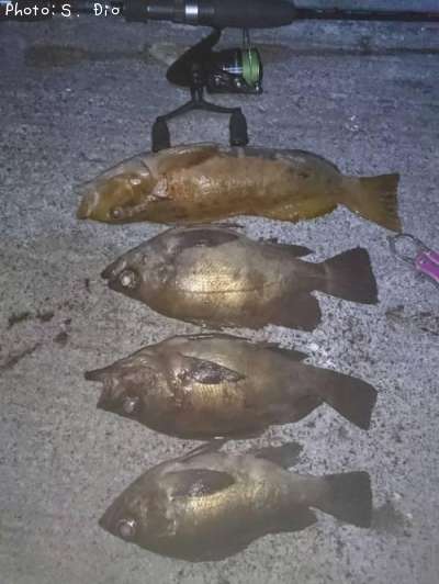 ��Х롢�����ʥ�