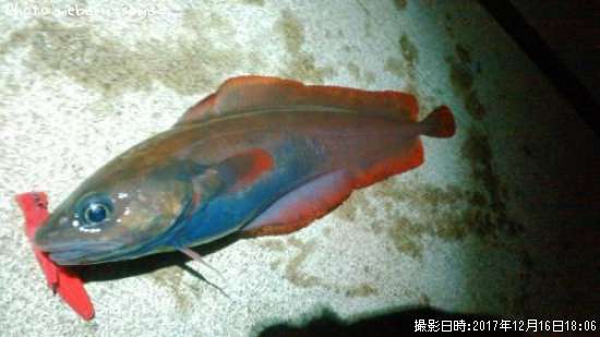 �������������ʥ�