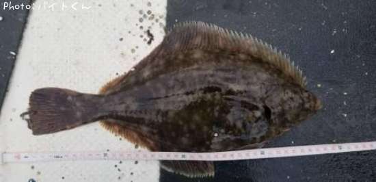 �ޥ����쥤