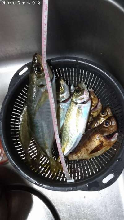 ��������Х�