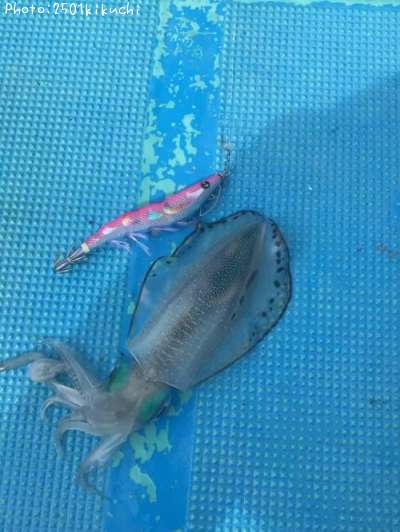 �����ꥤ��