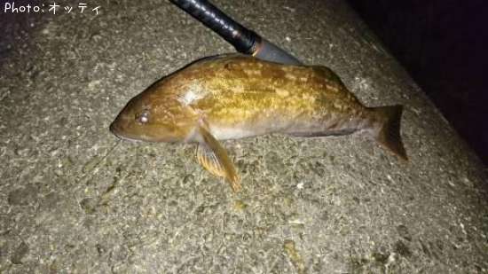 �����ʥ�