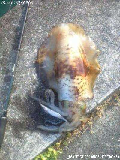 �����ꥤ��