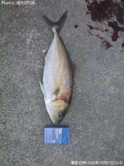 �ͥ���ʥ���ѥ��ĵ���