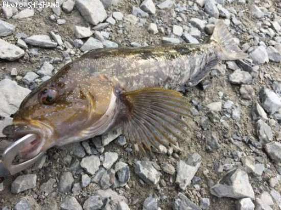 �����ʥ�