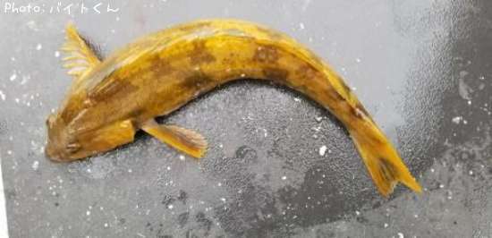 �����ʥ�