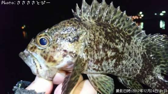 ��������Х�